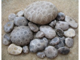 Coral petrificado o piedra petoski.