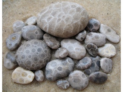 Окаменелый коралл или камень Петоски