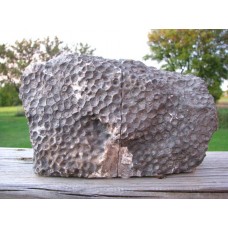 Окаменелый коралл или камень Петоски Окаменелый коралл или камень Петоски