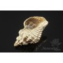 Подвеска "Раковина №1", позолота 14 карат