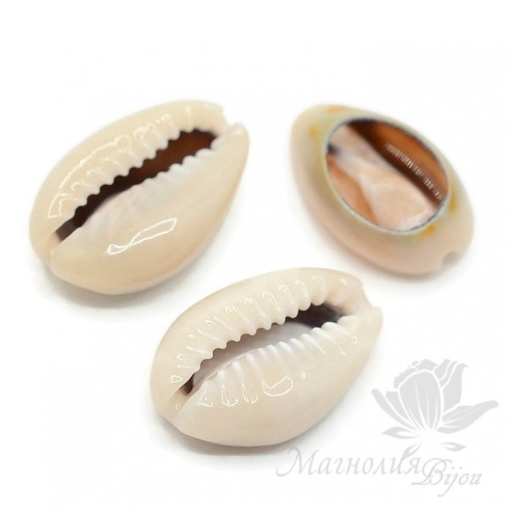 Conchas de Cowrie(Cowry) natural 13~16 : 8~10mm, 10 und.