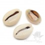 Conchas de Cowrie(Cowry) natural 13~16 : 8~10mm, 10 und.