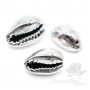 Conchas de Cowrie(Cowry) natural 14~16 : 8~9mm, plateado